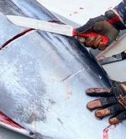 SABI KNIFE 14 MAGRAR